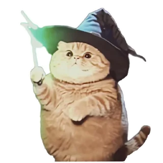 🐱