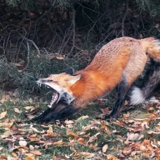 🥱