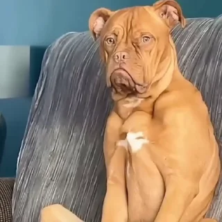🐕