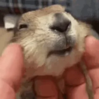 🦫