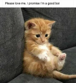 🐱