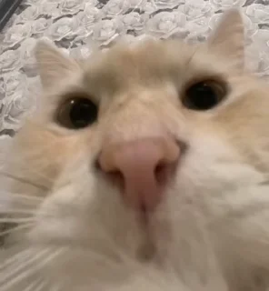 😡