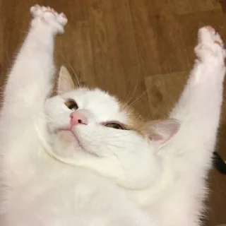 😺
