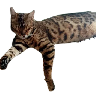 🐱