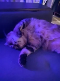 🌟