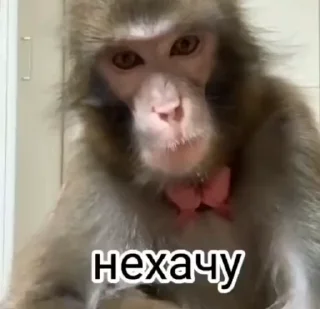 🐒