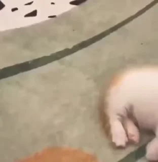 💤