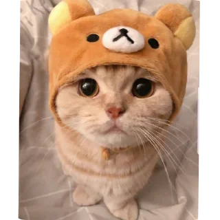 🐱