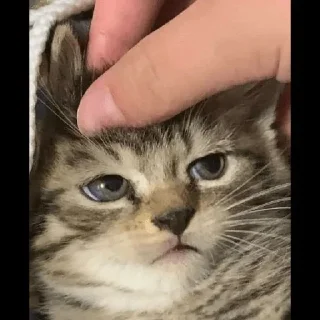 😼