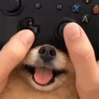 🐶