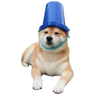 🐶