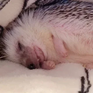 🦔