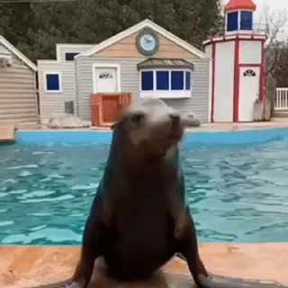 🌟