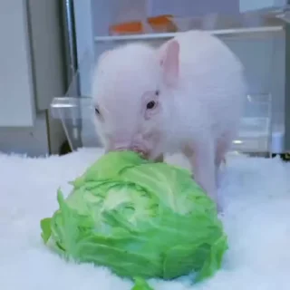 🐽