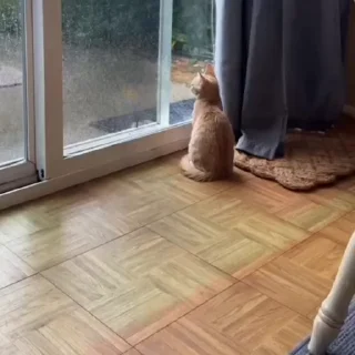 🐈