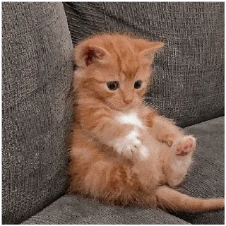 🥺