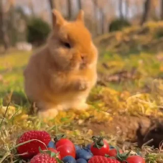 🤩