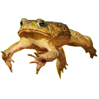 🐸