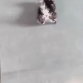🐈