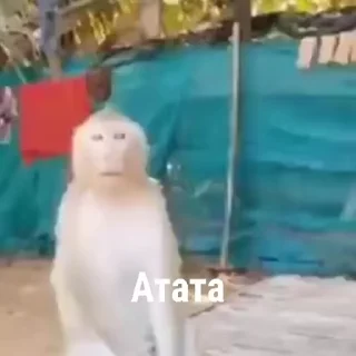 🐵