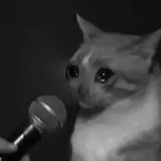🐈‍⬛️