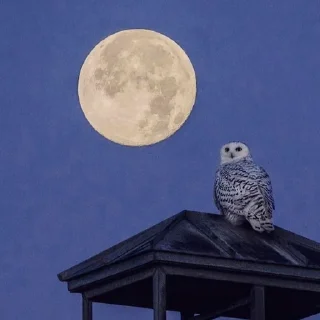 🌙