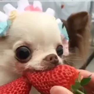 🍓