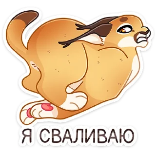 😼