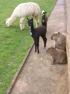 🦙