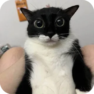 🐱
