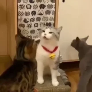 🤧