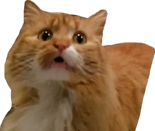 😨