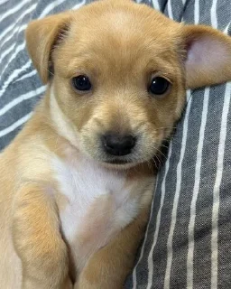 🥺