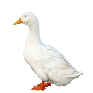 🦆
