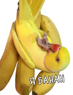 🍌