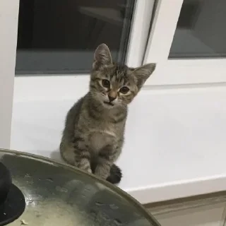 🙊