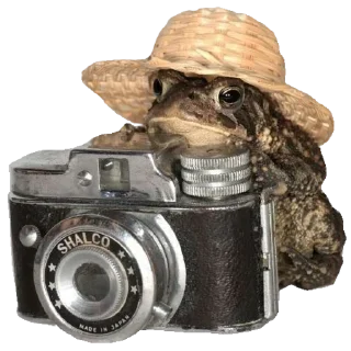 🐸