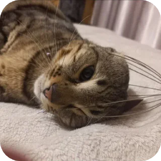 🐱