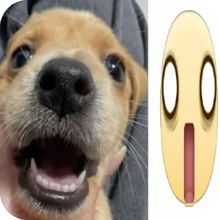 🐶