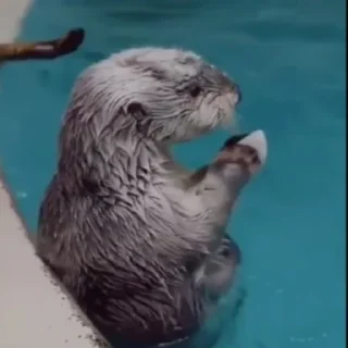 🦦