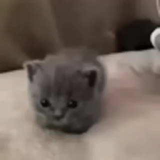 🐈‍⬛