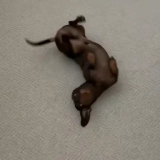 🐶