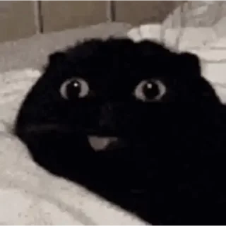 🐈
