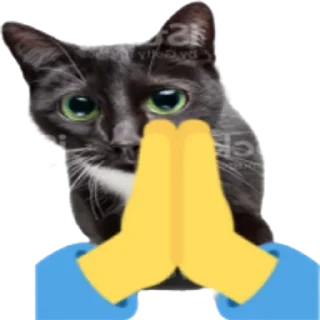 Kitty :: @fStikBot
