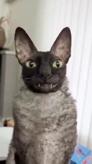 🤩