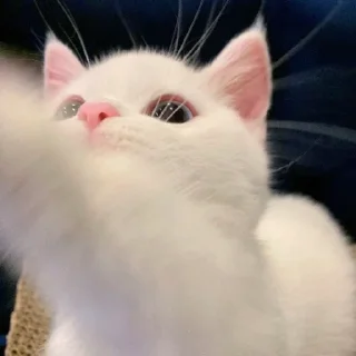 🫡