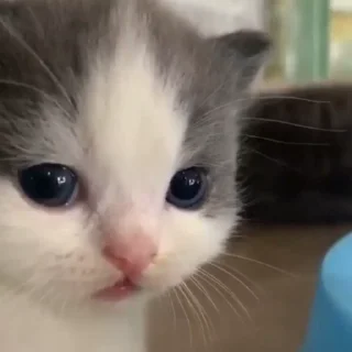 🥺