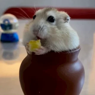 🐭