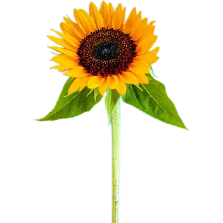 🌻
