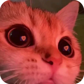🐱